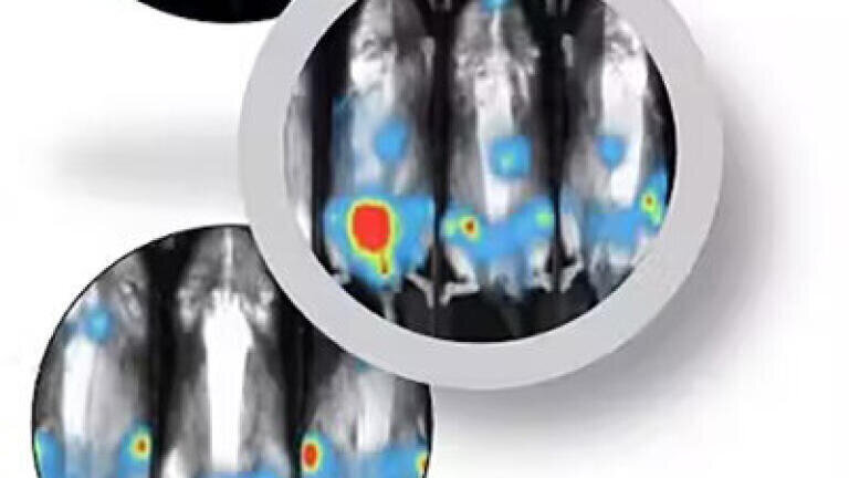Utilising CDX Mouse Models for Preclinical Studies in AML Research