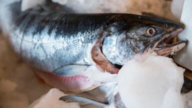 Test for Formaldehyde analysis in fish produce