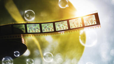 Elusive Missing Step in Photosynthesis Cycle Captured
