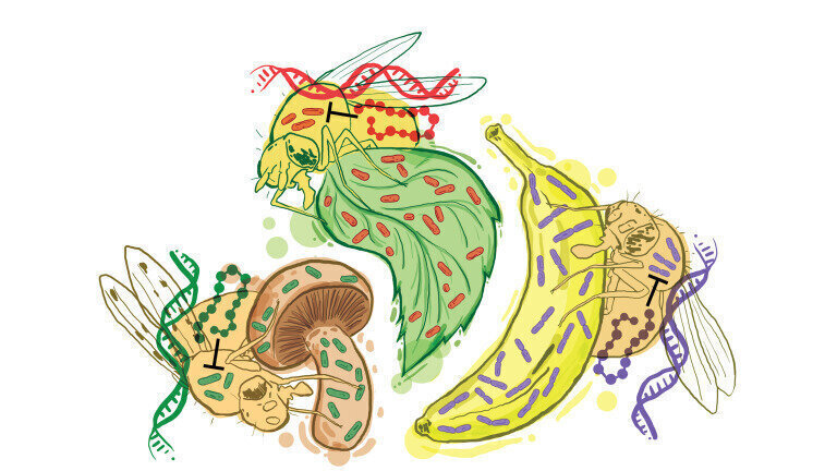 Fruit fly experiments show the host immune system is uniquely adapted to common environmental microbes. (Credit: Diego Galagovsky)