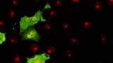 Monoclonal Antibodies to Avian Influenza Viruses