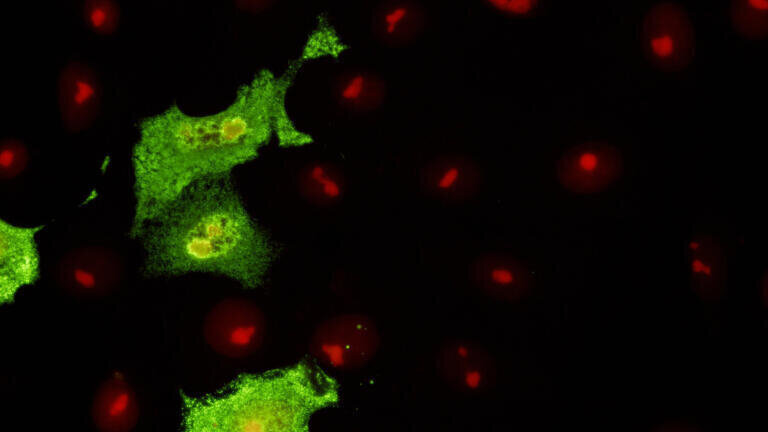 Monoclonal Antibodies to Avian Influenza Viruses