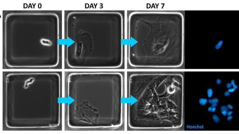 Optimising Cryopreservation for Cardiovascular Research