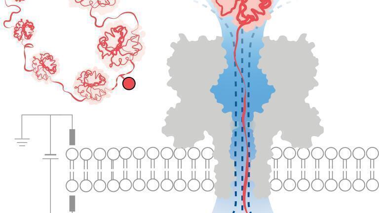 A chain of amino acids is captured, unfolded and translocated through an engineered protein nanopore. Changes in an electrical current applied across the nanopore detect post-translational modifications deep within the proteins (shown as circles, triangles, and hexagons). Image credit: Wei-Hsuan Lan and Yujia Qing