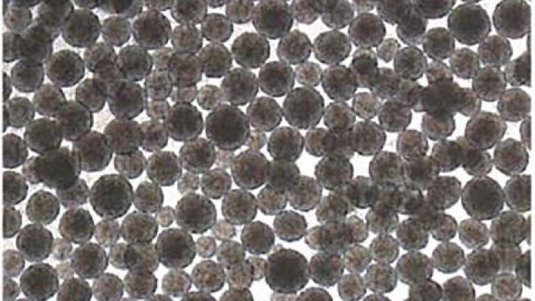 Human iPS cells (cell line 1231A3) grown in StemFit™ medium demonstrating the consistency of spheroid sizes after 4 days cultivation in the ABLE 3D Disposable Bioreactor at 40 rpm.