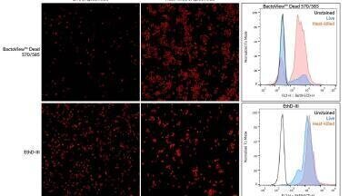 Enhanced stains for gram-positive and gram-negative bacteria