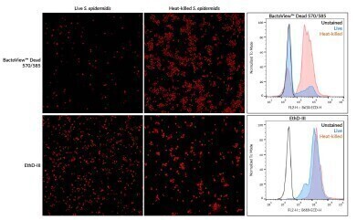 Enhanced stains for gram-positive and gram-negative bacteria