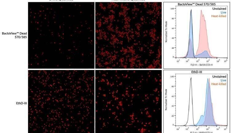 Enhanced stains for gram-positive and gram-negative bacteria
