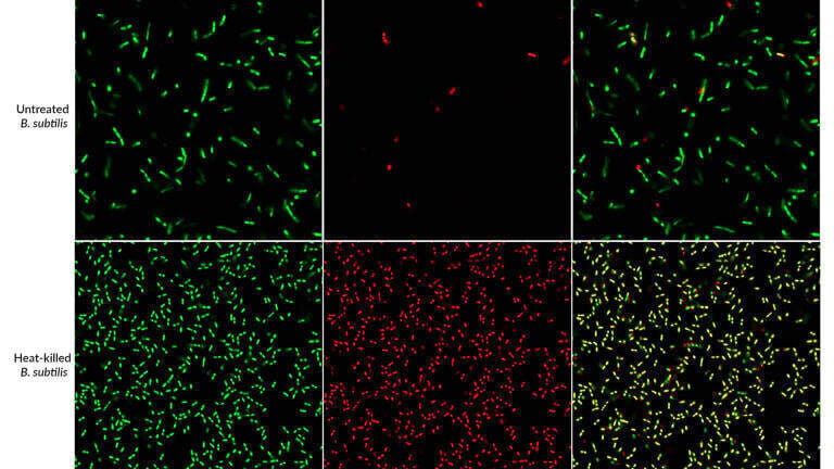 Live or heat-killed cultures of B. subtilis stained with the BactoView™ Viability Green/Red kit and imaged by confocal microscopy. Dead cells are stained red with BactoView™ Dead 570/585, all cells are stained green with BactoView™ Green Viability Counterstain. Co-stained cells appear yellow in the merged images.