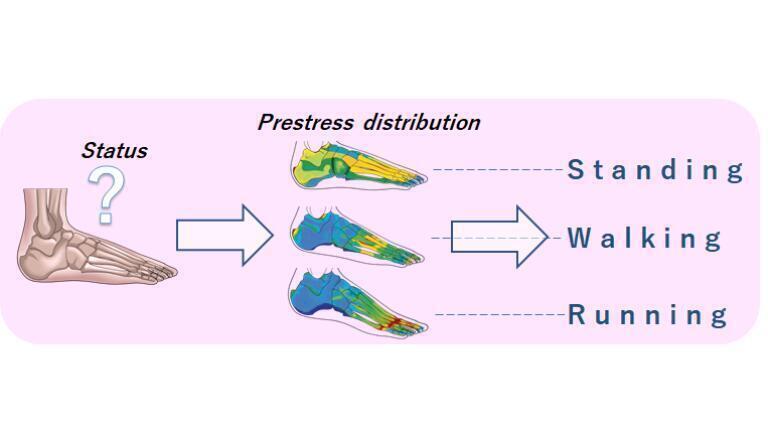 Nano probes uncover cellular responses to pressure