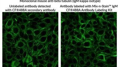 Innovative IgM antibody labelling kits