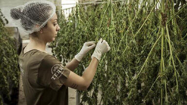Quality control of dried cannabis