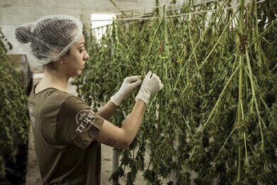 Quality control of dried cannabis