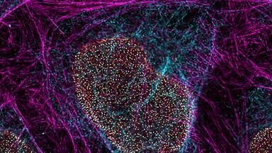 Live cell imaging at nanoscale resolution