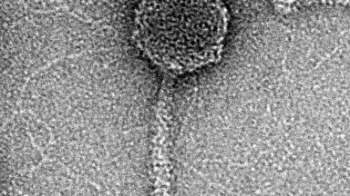 Combined bacterial defences ward off viruses
