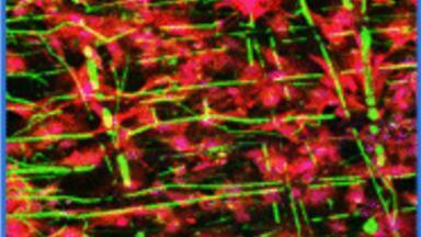 Highly consistent collagen fibre scaffold for 3D cell culture