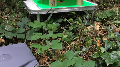 Artificial Intelligence raises alarm on invasive hornet species