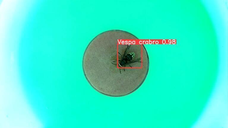 European hornet (Vespa Crabo ) triggers station operation (Credit: University of Exeter)