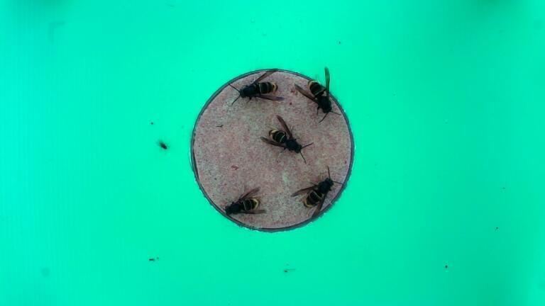 Asian hornets detected on bait station (Credit: University of Exeter)