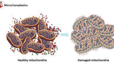 Research reveals harmful effects of microplastics and nanoplastics on human health