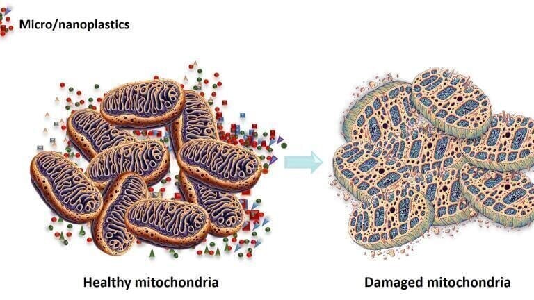 Research reveals harmful effects of microplastics and nanoplastics on human health