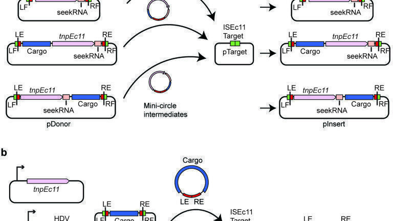 a:Schematic of transposition assay for ISEc11 carrying cargo. The pDonor plasmids include ISEc11 or ISEc11 with the cargo DNA of interest (blue box labelled cargo) inserted upstream (to the left)  or downstream (to the right) of the tnp gene (large pink box). pTarget included the ISEc11 target (green box). The seekRNA (small pink box and the DNA sequence from the IS ends (red boxes) and flanks including the target (green boxes) are also indicated. The mini-circle intermediate and predicted transposition products are also shown.
b: Schematic of mini IS transposition assay showing the three compatible plasmids present. The mini IS contains the cargo DNA flanked by DNA sequence from the left IS end (LE) and from the right end (RE) and is flanked by target sequences. The tnpEc11 (pink box) and the seekRNA followed by a HDV ribozyme (light and dark orange boxes) are in separate plasmids. Other colours are as in a. Movement of the mini IS into a fourth plasmid, pTarget containing the ISEc11 target.  *