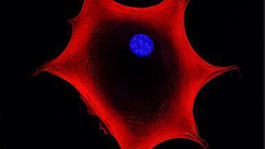 Genetically engineered iPSCs offer improved efficiency and cost savings