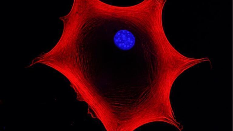 Genetically engineered iPSCs offer improved efficiency and cost savings