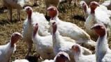 Network launches to battle AMR in the agrifood system