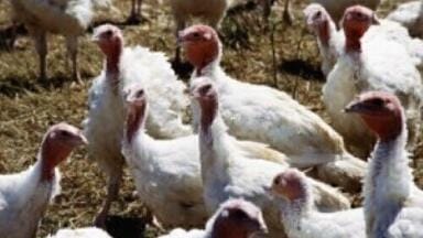 Network launches to battle AMR in the agrifood system