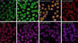 Novel nuclear stains for microscopy and flow cytometry