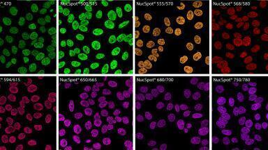 Novel nuclear stains for microscopy and flow cytometry