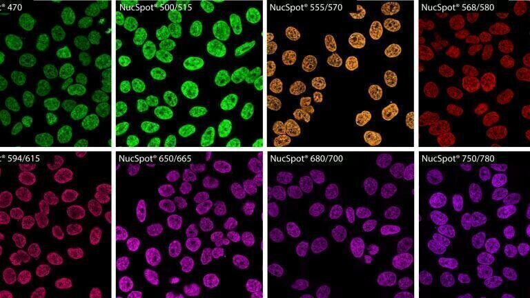 Novel nuclear stains for microscopy and flow cytometry