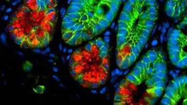 Custom transduction-ready viral particles