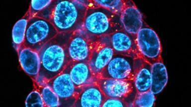 Achieve rapid immunofluorescent staining in hours