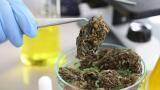 Preparation of cannabis samples for analysis