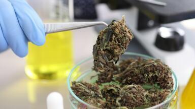 Preparation of cannabis samples for analysis