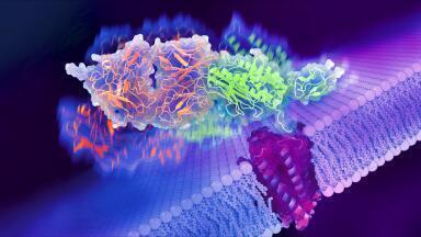 Detailed images of crucial cell receptors show promising targets for drug discovery