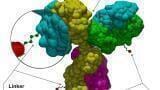 Roche and Innovent agree $1billion global licence for a novel DLL3 antibody drug conjugate 