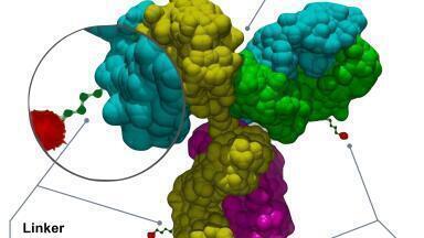 Roche and Innovent agree $1billion global licence for a novel DLL3 antibody drug conjugate 