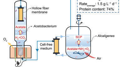 Breakthrough bioprocess turns CO2 and electricity into high-protein food