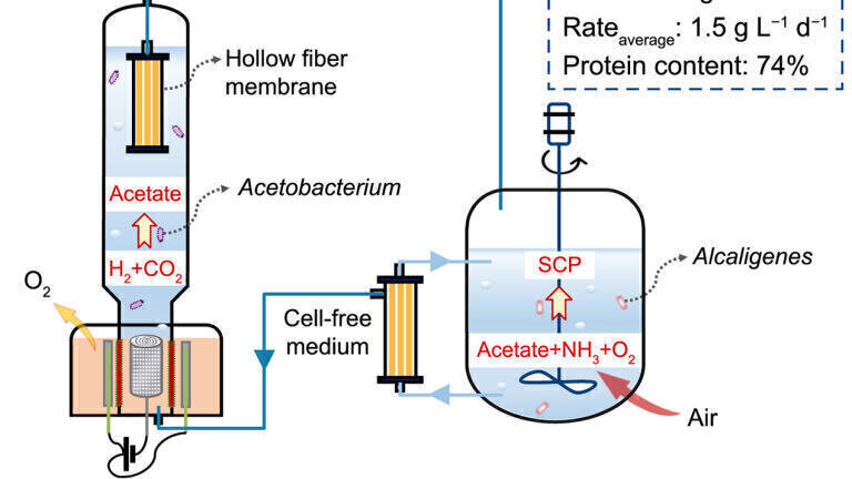 Breakthrough bioprocess turns CO2 and electricity into high-protein food