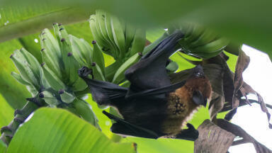 Oxford University commences clinical trial of candidate vaccine against deadly Nipah virus