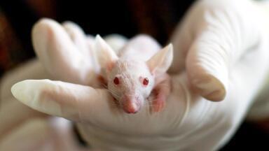 Drug candidate kills breast cancer tumours in mice with a single dose