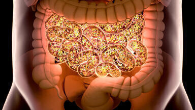 Decoding how gut bacteria feed on mucus sugars