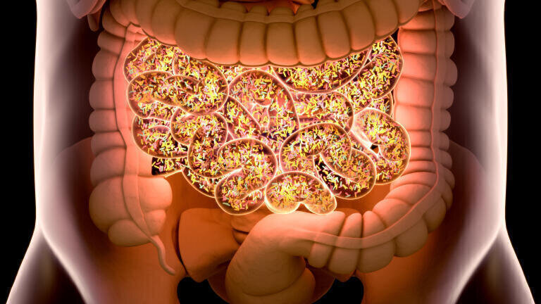 Decoding how gut bacteria feed on mucus sugars