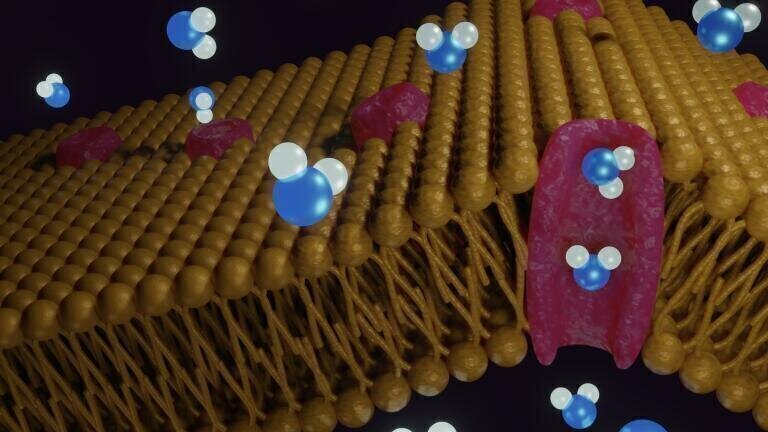£500,000 grant funds cutting-edge microscopy for dementia research