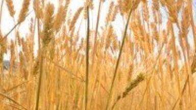 Global initiative expands funding to combat antifungal drug resistance