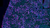 New Anti-GFP antibodies enhance fluorescent protein detection