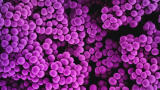 Diabetes can drive the evolution of antibiotic resistance